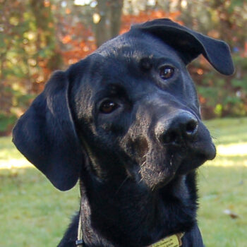 Miniaturansicht für das Anzeigenbild