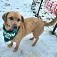 THEO: Ein Freund für's Leben (5 Jahre; 35 cm SH)