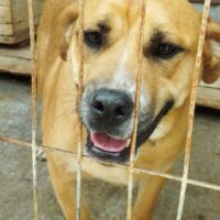 PIXIE - Wer rettet sie aus der Tötung?