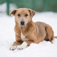 COBY sucht Lebensretter