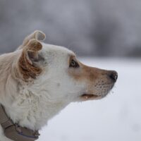 Mega unkompliziertes Labradormix Mädel Luna lebt in Hessen bei einer Pflegefamilie