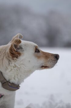 Miniaturansicht für das Anzeigenbild