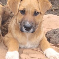 JAS - Mix-Hündin mit Söckchen, verspielt, sehr lieb mit allen und jedem