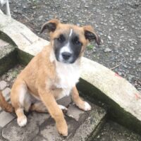 RONDA - Mix-Hündin, verschmust, kinder-/katzenfreundlich, sehr lieb