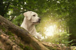Labrador Welpe im Wald beim Sommer Spaziergang den Sonnenaufgang beobachtend