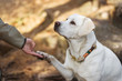 Labrador Retriever Welpe und junge Frau geben sich die Hand und Pfote