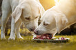 Zwei junge labrador welpen fressen einen haufen Fleisch