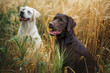 Zwei junge labrador retriever Hunde Welpen in einem Feld glücklich zusammen
