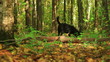 Black Labrador Retriever plays in the autumn forest