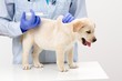 Veterinary surgeon is giving the vaccine to the labrador puppy