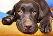 Chocolate Labrador Retriever dog