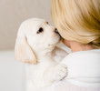 Puppy of Labrador kisses the face of woman in white sweater 