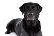 Black labrador retriever dog on a white background