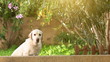 white senior labrador dog in the garden